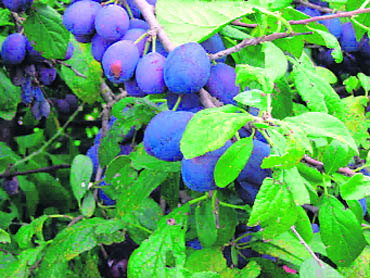 damson fruit