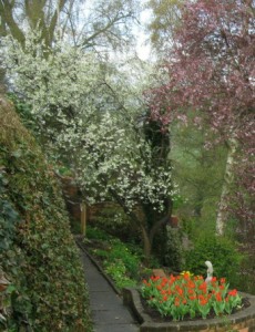 damsons & tulips