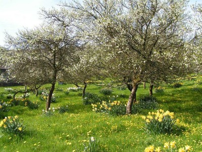 damsons & daffs